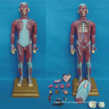 Modelo de sistema muscular anatômico médico humano (R030111)